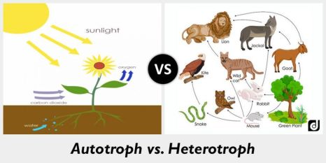 autotroph-vs-heterotroph-990x495